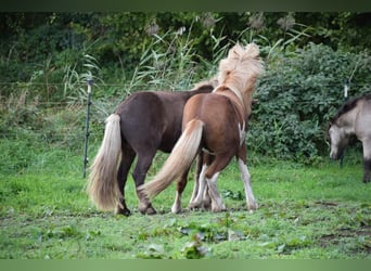 Icelandic Horse, Stallion, 3 years, 14 hh