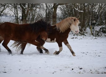 Icelandic Horse, Stallion, 3 years, 14 hh