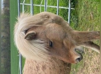 Icelandic Horse, Stallion, 3 years, 14 hh, Cremello