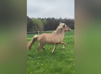 Icelandic Horse, Stallion, 3 years, 14 hh, Cremello