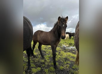 Icelandic Horse, Stallion, 3 years, Bay