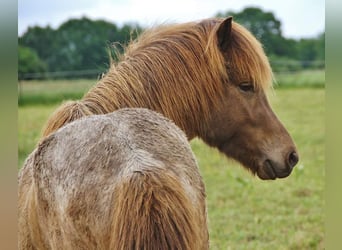 Icelandic Horse, Stallion, 3 years, Palomino