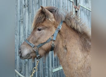 Icelandic Horse, Stallion, 3 years, Palomino