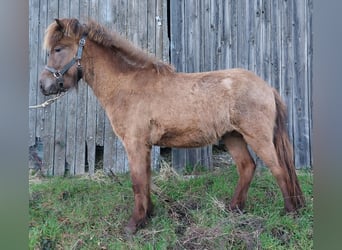 Icelandic Horse, Stallion, 3 years, Palomino