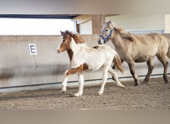 Icelandic Horse, Stallion, 3 years, Pinto