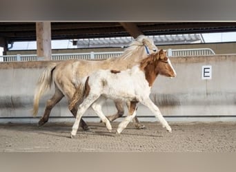 Icelandic Horse, Stallion, 3 years, Pinto