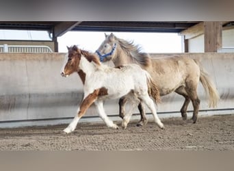 Icelandic Horse, Stallion, 3 years, Pinto