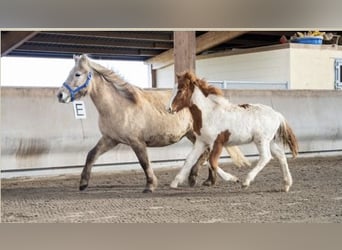 Icelandic Horse, Stallion, 3 years, Pinto