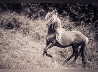 Icelandic Horse, Stallion, 3 years