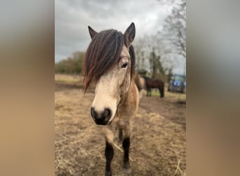 Icelandic Horse, Stallion, 4 years, 13,3 hh