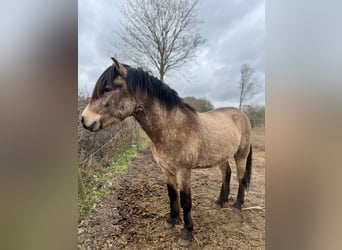 Icelandic Horse, Stallion, 4 years, 13,3 hh