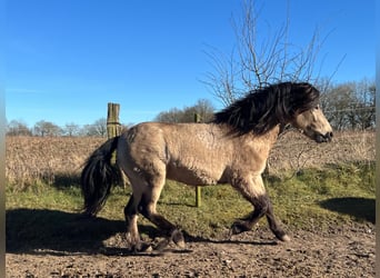 Icelandic Horse, Stallion, 4 years, 13,3 hh