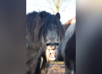 Icelandic Horse, Stallion, 4 years, 13,3 hh