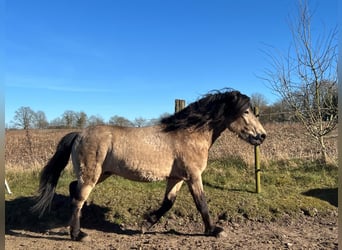 Icelandic Horse, Stallion, 4 years, 13,3 hh