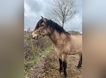 Icelandic Horse, Stallion, 4 years, 13,3 hh