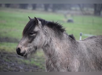 Icelandic Horse, Stallion, 4 years, 13,3 hh