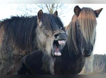 Icelandic Horse, Stallion, 4 years, 13,3 hh