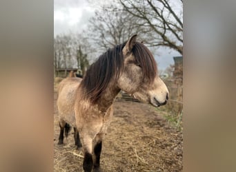 Icelandic Horse, Stallion, 4 years, 13,3 hh