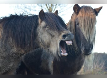 Icelandic Horse, Stallion, 4 years, 13,3 hh