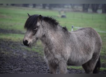 Icelandic Horse, Stallion, 4 years, 13,3 hh