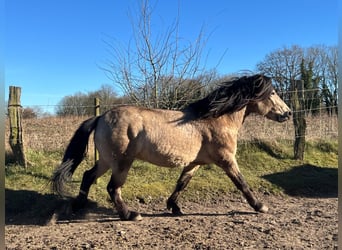 Icelandic Horse, Stallion, 4 years, 13,3 hh