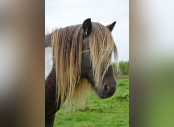 Icelandic Horse, Stallion, 4 years, 13.3 hh, Pinto