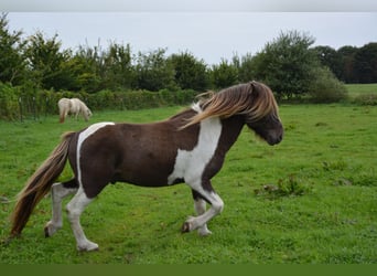 Icelandic Horse, Stallion, 4 years, 13.3 hh, Pinto