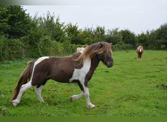 Icelandic Horse, Stallion, 4 years, 13.3 hh, Pinto