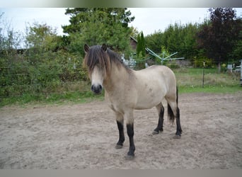 Icelandic Horse, Stallion, 4 years, 13,3 hh