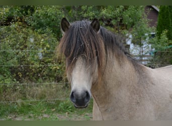 Icelandic Horse, Stallion, 4 years, 13,3 hh