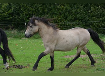 Icelandic Horse, Stallion, 4 years, 13,3 hh