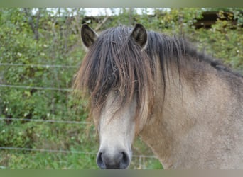 Icelandic Horse, Stallion, 4 years, 13,3 hh