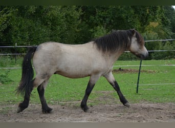 Icelandic Horse, Stallion, 4 years, 13,3 hh