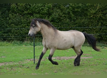 Icelandic Horse, Stallion, 4 years, 13,3 hh