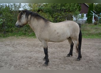 Icelandic Horse, Stallion, 4 years, 13,3 hh