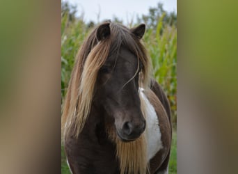 Icelandic Horse, Stallion, 4 years, 13,3 hh, Pinto