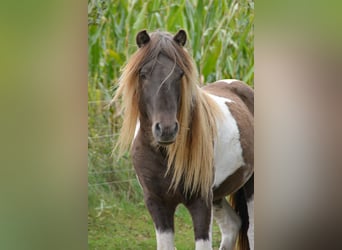Icelandic Horse, Stallion, 4 years, 13,3 hh, Pinto