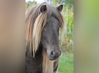 Icelandic Horse, Stallion, 4 years, 13,3 hh, Pinto