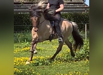 Icelandic Horse, Stallion, 4 years, 14.1 hh, Dun