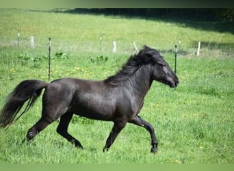 Icelandic Horse, Stallion, 4 years, 14.2 hh, Black
