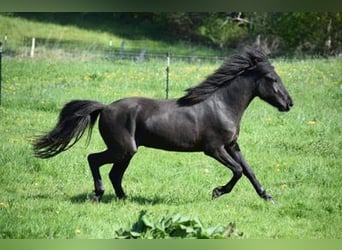 Icelandic Horse, Stallion, 4 years, 14.2 hh, Black