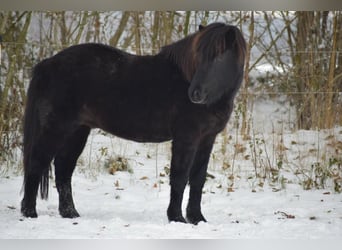 Icelandic Horse, Stallion, 4 years, 14.2 hh, Black