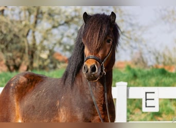 Icelandic Horse, Stallion, 4 years, 14 hh, Brown