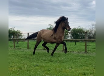 Icelandic Horse, Stallion, 4 years, 14 hh, Dun