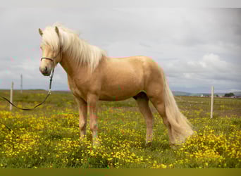 Icelandic Horse, Stallion, 4 years, 14 hh, Palomino