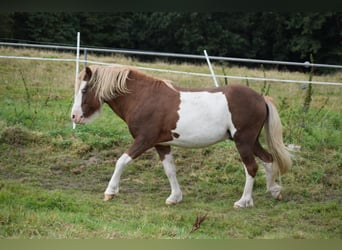 Icelandic Horse, Stallion, 4 years, 14 hh