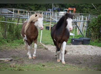 Icelandic Horse, Stallion, 4 years, 14 hh