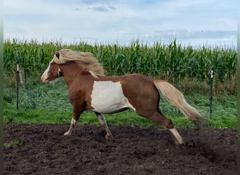Icelandic Horse, Stallion, 4 years, 14 hh