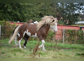 Icelandic Horse, Stallion, 4 years, 14 hh