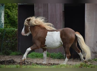 Icelandic Horse, Stallion, 4 years, 14 hh